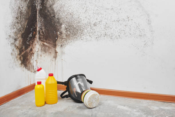Best Basement Mold Remediation in Hesperia, CA