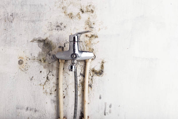 Best Black Mold Remediation in Hesperia, CA