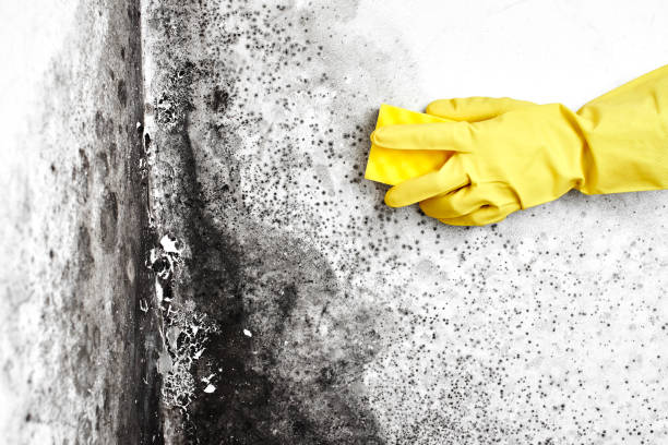 Reliable Hesperia, CA Mold Remediation Solutions