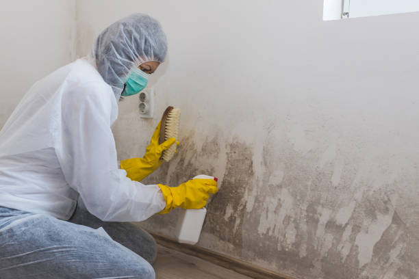 Best Attic Mold Remediation in Hesperia, CA