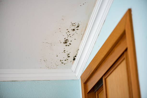 Best Post-Flood Mold Remediation in Hesperia, CA