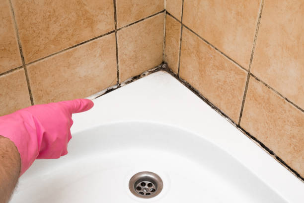 Best Industrial Mold Remediation in Hesperia, CA